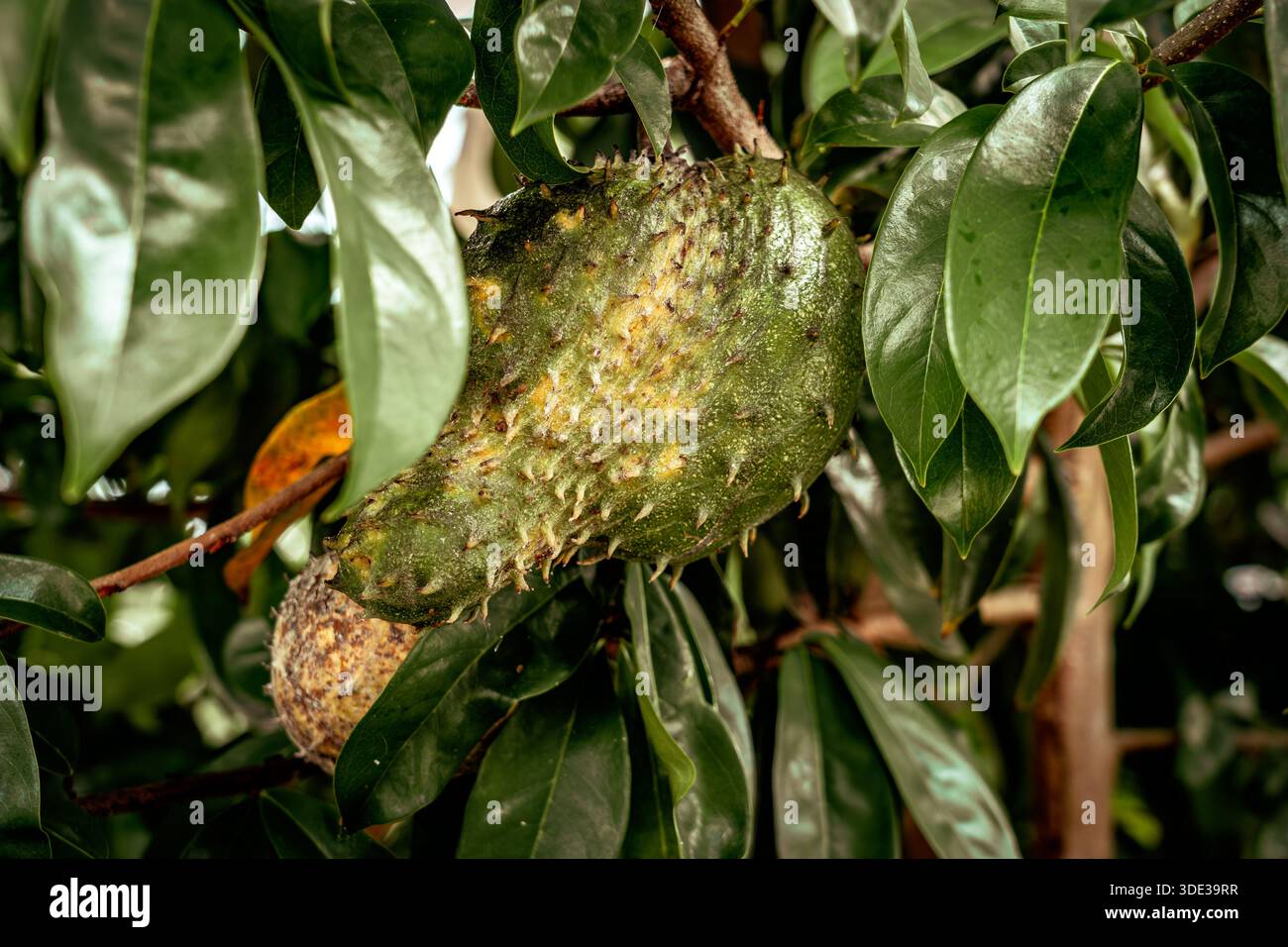 Levain exotique de fruits tropicaux poussant sur un arbre Banque D'Images