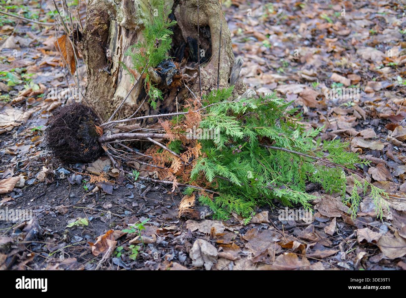 Vue au niveau du sol de jeunes arbres de conifères déracinés dont les racines sont recouvertes de sol et reposent sur le tronc creux d'arbres feuillus, la litière de feuilles, les textures rugueuses de l'écorce. Banque D'Images
