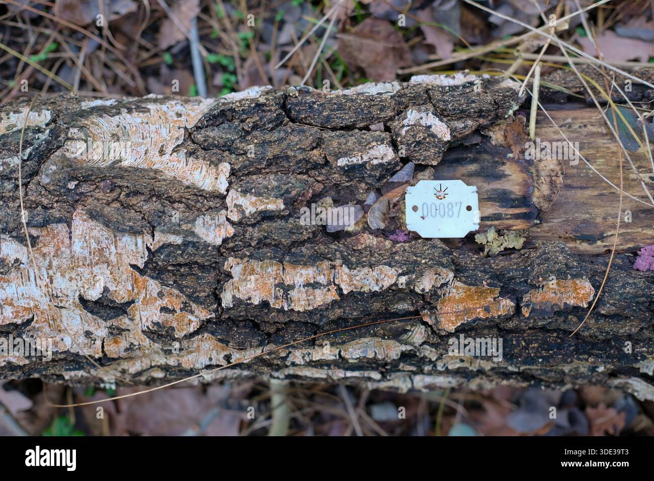 Tronc d'arbre tombé horizontal montrant de l'écorce qui s'écaille, des taches de décomposition foncées, du grain de bois, une étiquette forestière en plastique blanc attachée avec numéro, lumière du jour douce Banque D'Images