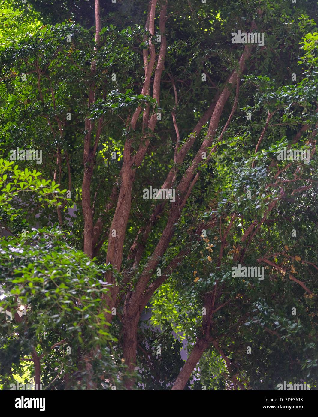 Arbre d'intérieur avec de multiples troncs bruns et des feuilles vertes denses ; éclairage artificiel, profondeur de champ moyenne, texture visible de l'écorce, feuillage en couches. Banque D'Images