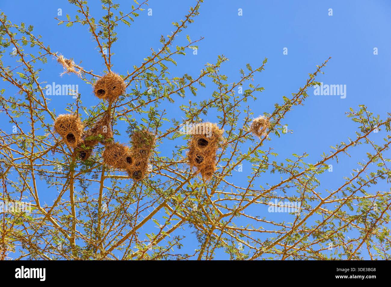 L'oiseau tisserand niche dans la cime d'un arbre Banque D'Images