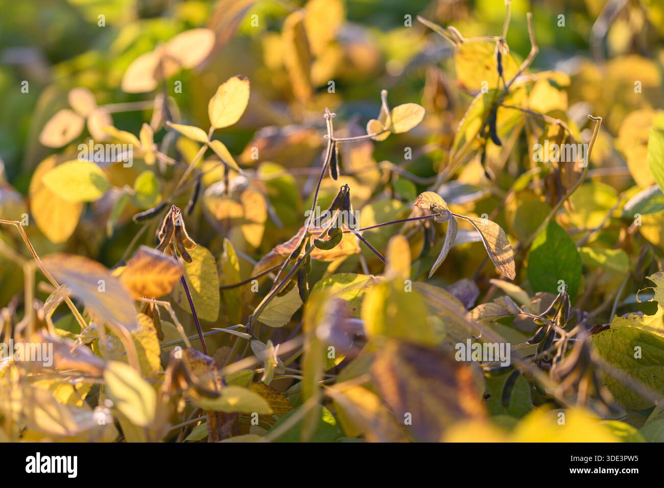 champ ensoleillé promettant un rendement élevé en protéines avec des gousses dorées et des feuilles texturées, repère visuel pour les récits sur les produits de base, la nutrition et l'agroalimentaire en mars Banque D'Images