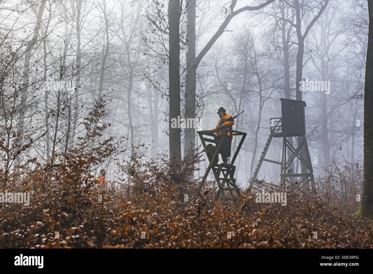 Chasse conduite à Schoenbuch. En automne, les chasseurs partent à la chasse au sanglier et au cerf. Les conducteurs en gilets de sécurité conduisent le gibier à travers la forêt. Boeblingen Banque D'Images