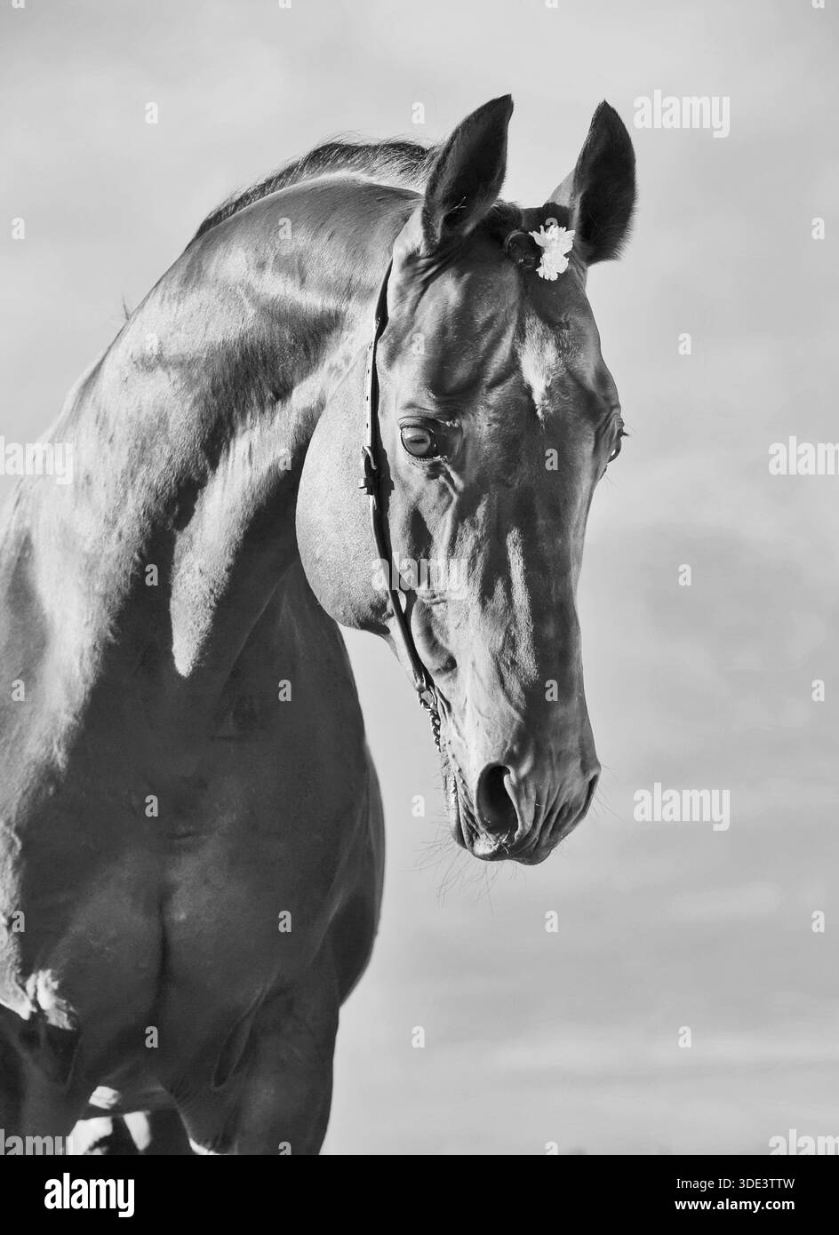 Beau portrait de merveilleux étalon sportif. enening ensoleillé Banque D'Images
