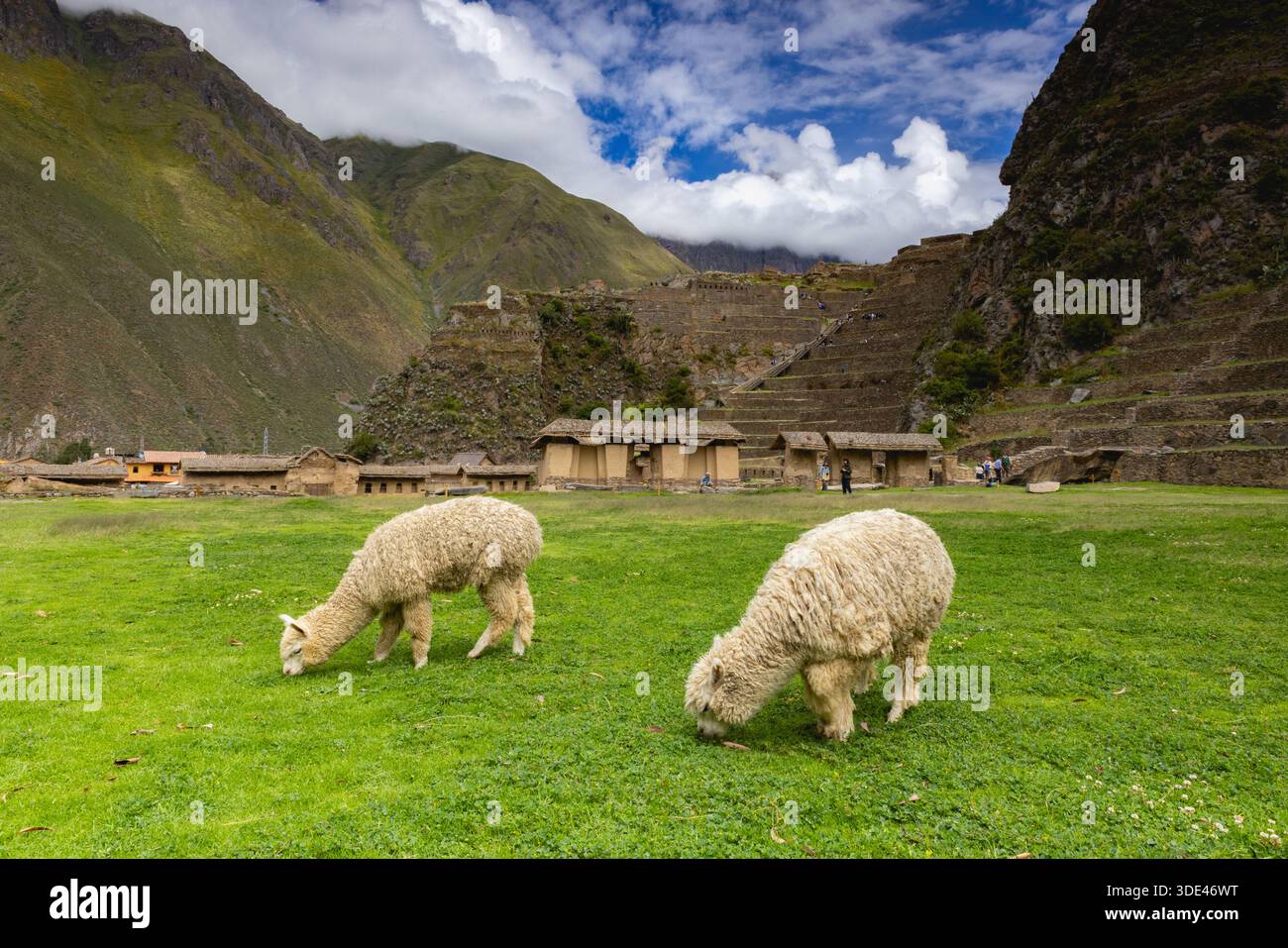 Lamas sur le pâturage dans le site archéologique inca, Ollantaytambo Banque D'Images