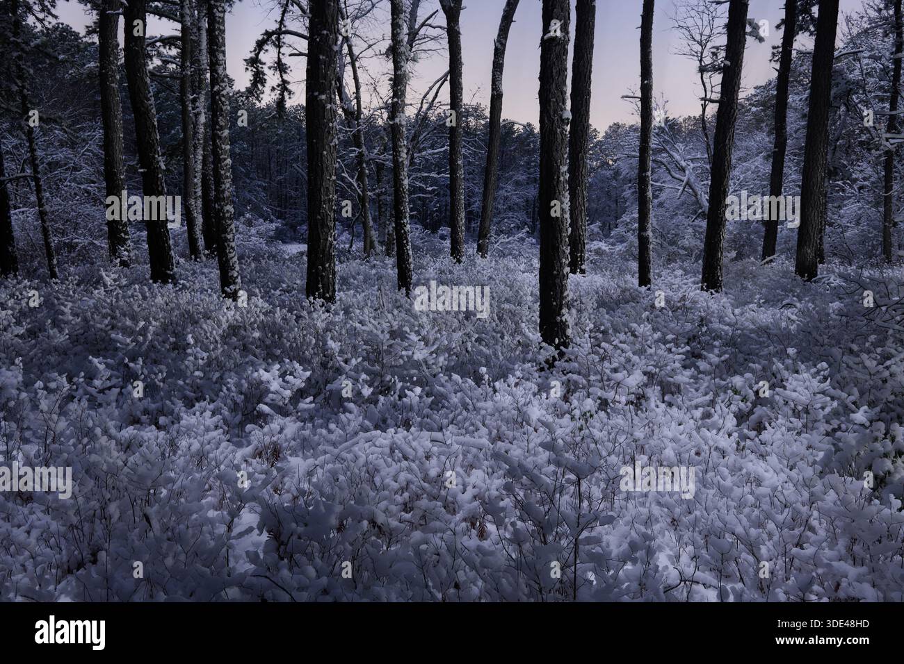 Hiver dans les Pine Barrens #2 Banque D'Images