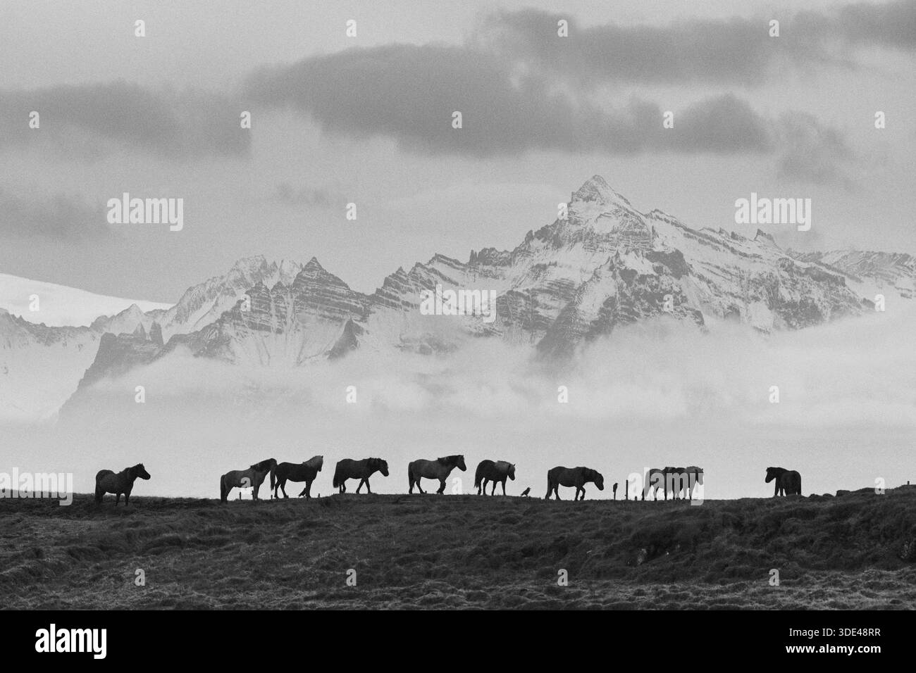 Chevaux silhouettés contre les montagnes et les prairies Banque D'Images