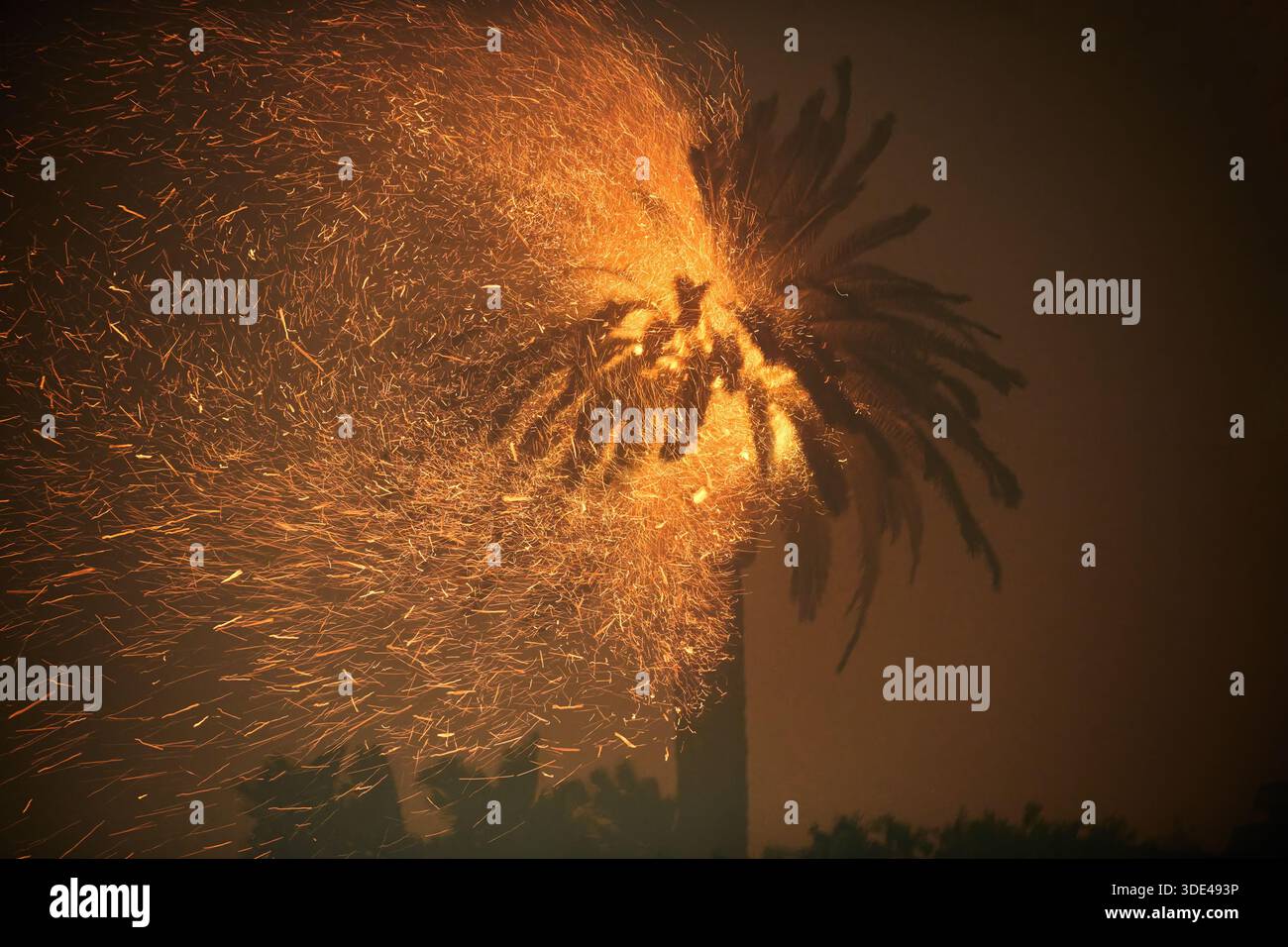 Big Palm Tree Burns et Spit Embers Banque D'Images