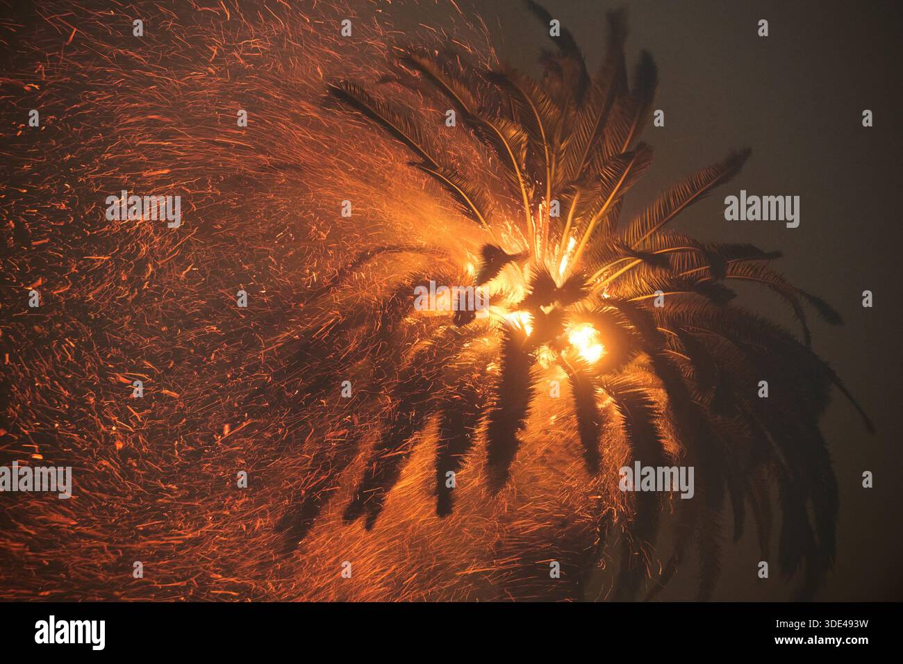 Big Palm Tree Burns et Spit Embers Banque D'Images