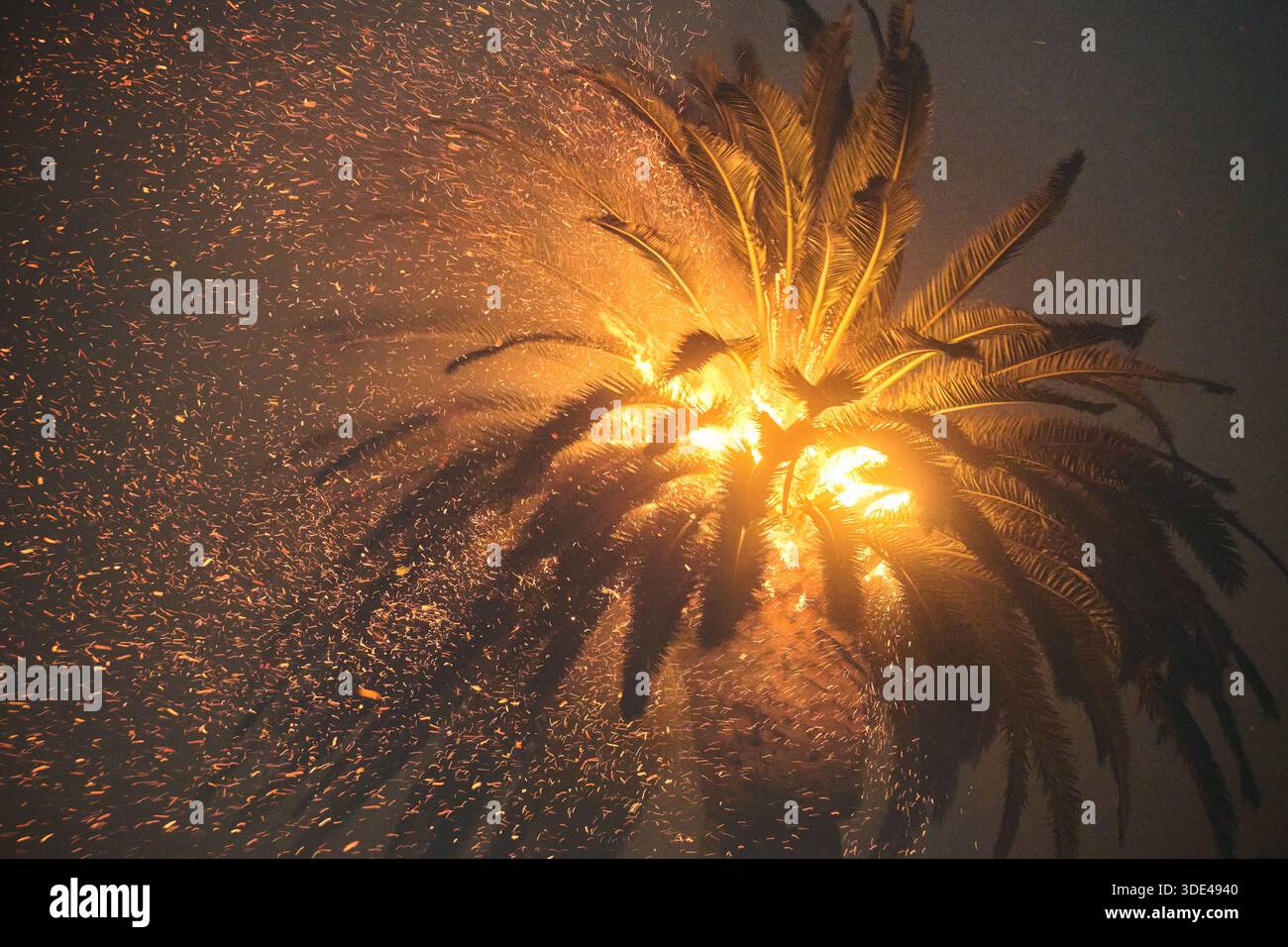 Big Palm Tree Burns et Spit Embers Banque D'Images
