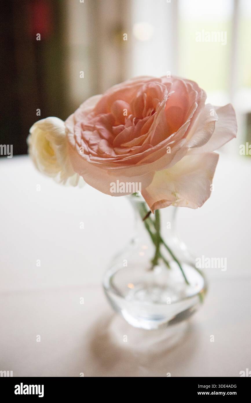 Rose blush simple dans un vase en verre transparent Banque D'Images