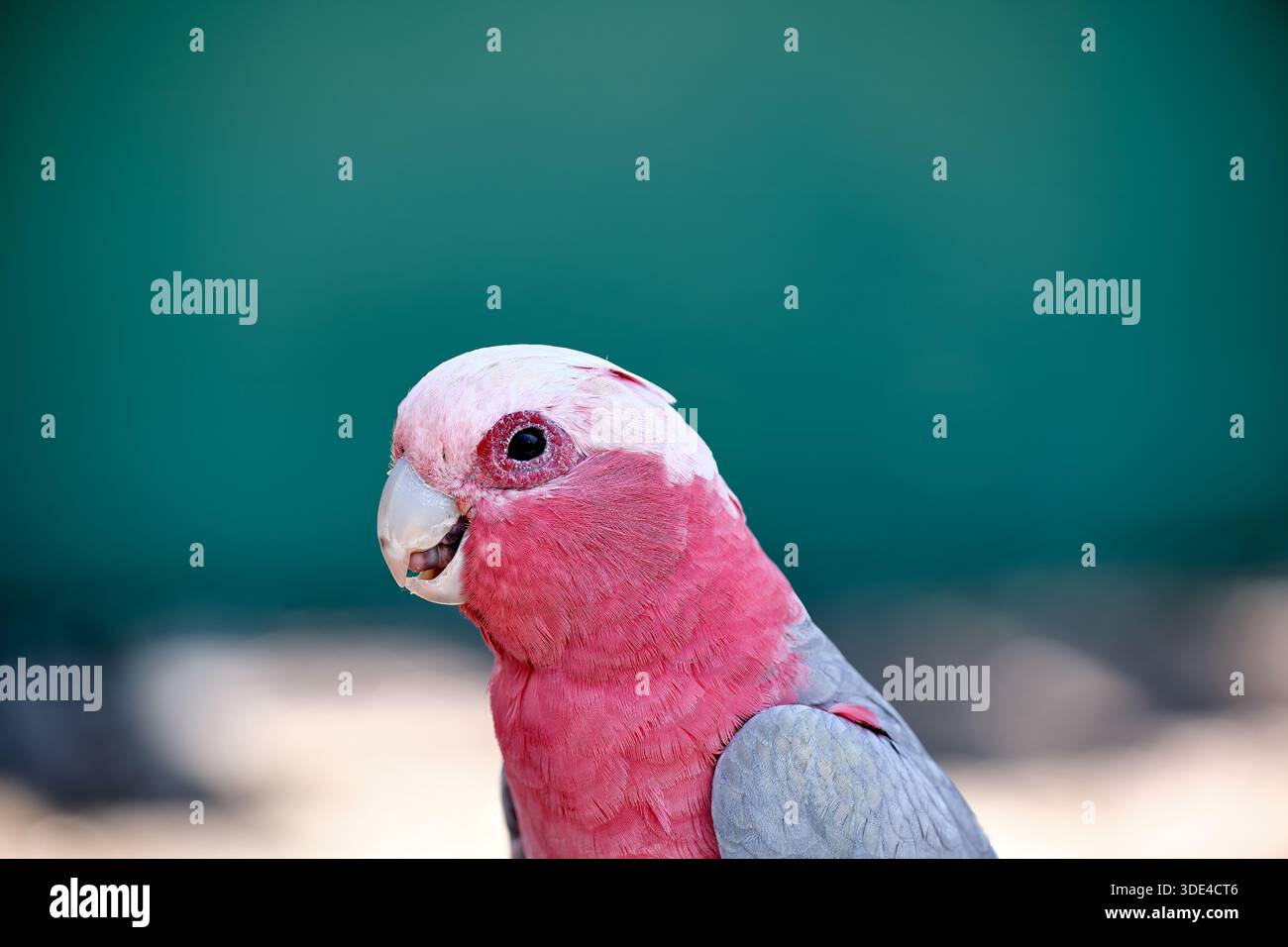 Un perroquet aux plumes rose vif et grises se tient alerte dans un cadre naturel. L'oiseau est tourné vers l'avant avec une expression focalisée, mettant en valeur son vi Banque D'Images