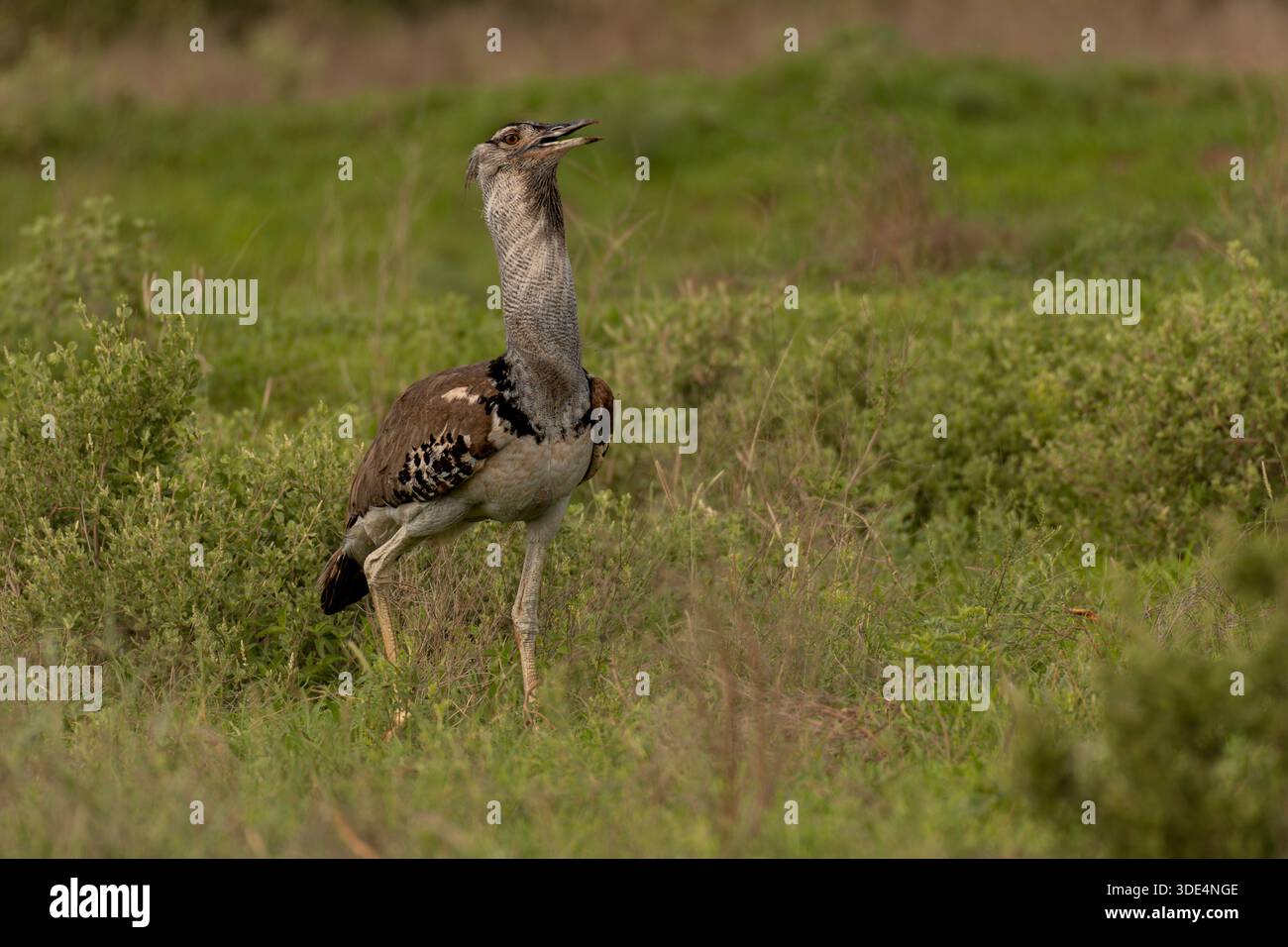 Kori Bustard, Ardeotis kori, Otididae, Tsavo East National Park, Kenya, Afrique Banque D'Images