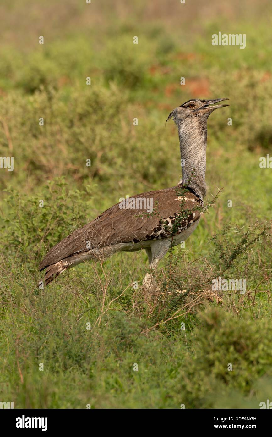 Kori Bustard, Ardeotis kori, Otididae, Tsavo East National Park, Kenya, Afrique Banque D'Images