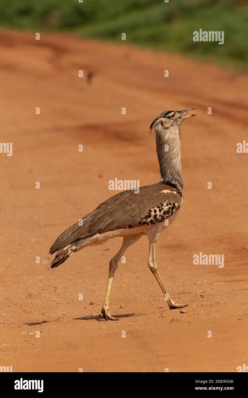 Kori Bustard, Ardeotis kori, Otididae, Tsavo East National Park, Kenya, Afrique Banque D'Images