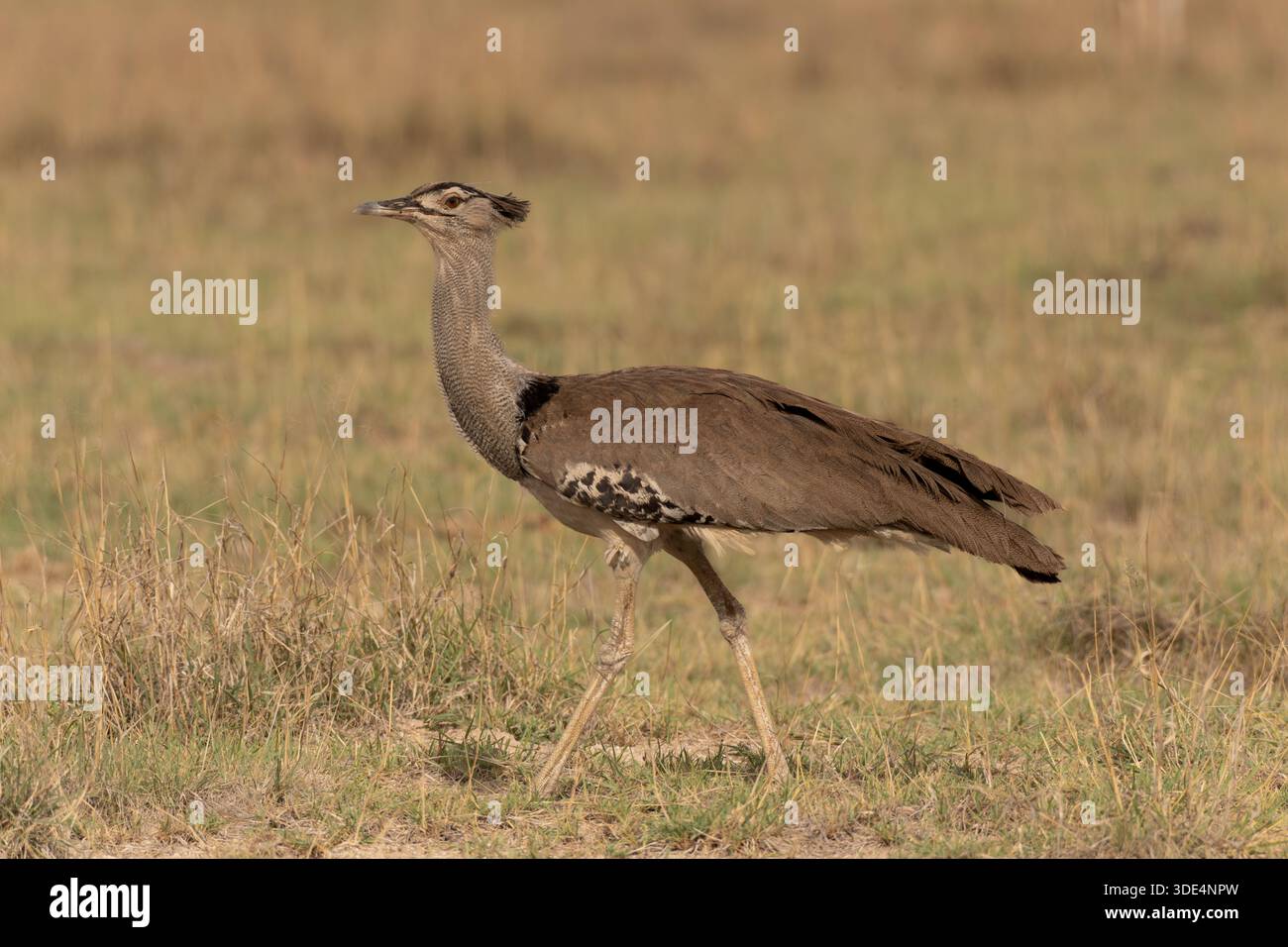 Kori Bustard, Ardeotis kori, Otididae, Tsavo East National Park, Kenya, Afrique Banque D'Images