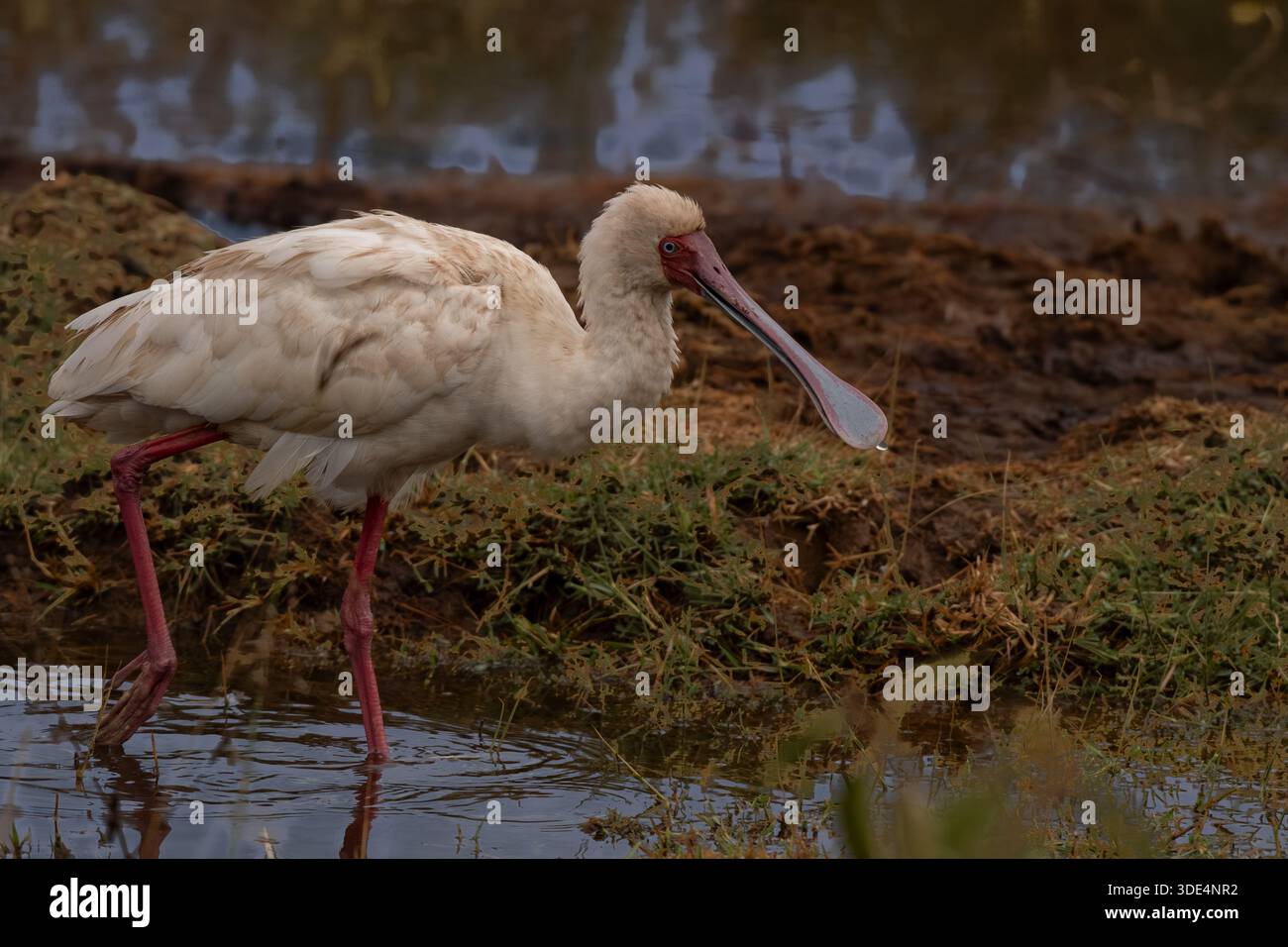 African Spoonbill, Platalea alba, Threskiornithidae, Parc national de Nakuru, Kenya, Afrique Banque D'Images