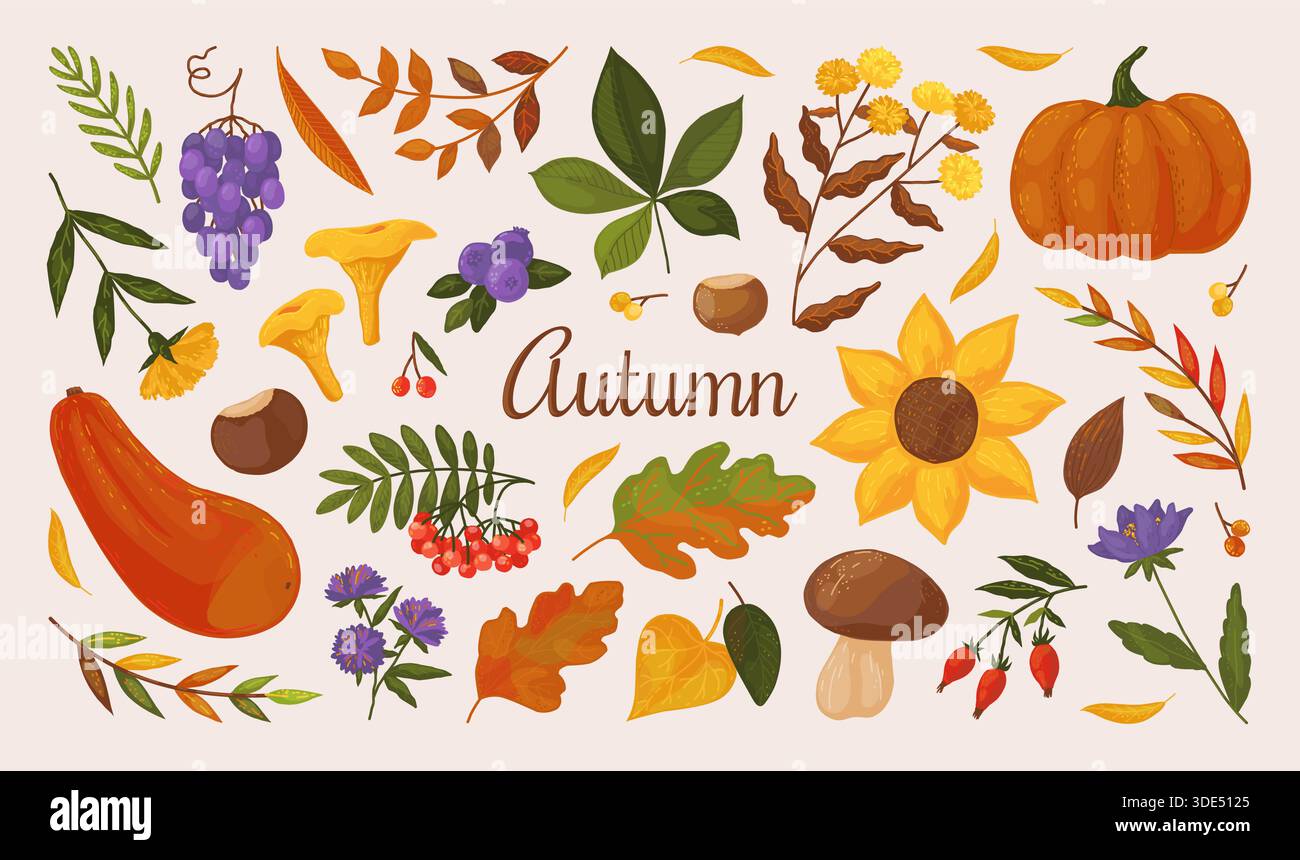 Eléments d'automne. Feuille de saison d'automne, champignon et citrouille, pommier avec récolte de plantes de baies naturelles. Autocollants érable, feuilles de chêne. Récolter la citrouille et le raisin. Affiche botanique plate dessinée à la main de vecteur Illustration de Vecteur