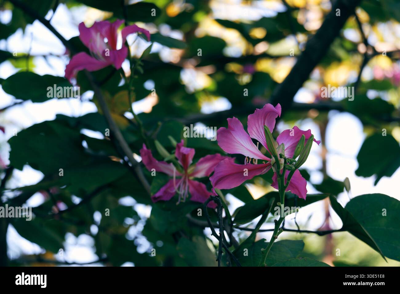Fleurs roses bauhinia fleurissant sur les branches d'arbres, plante à fleurs tropicales à la lumière naturelle du soleil. Banque D'Images