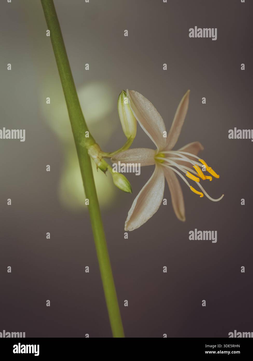 Gros plan d'une délicate fleur blanche d'une araignée (Chlorophytum comosum) Banque D'Images
