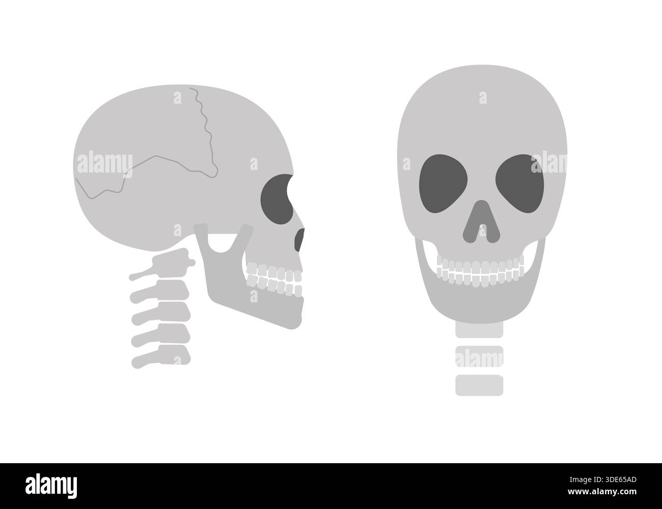 Image vectorielle de crâne humain vue de face et de côté, style minimaliste plat simple. Illustration de Vecteur