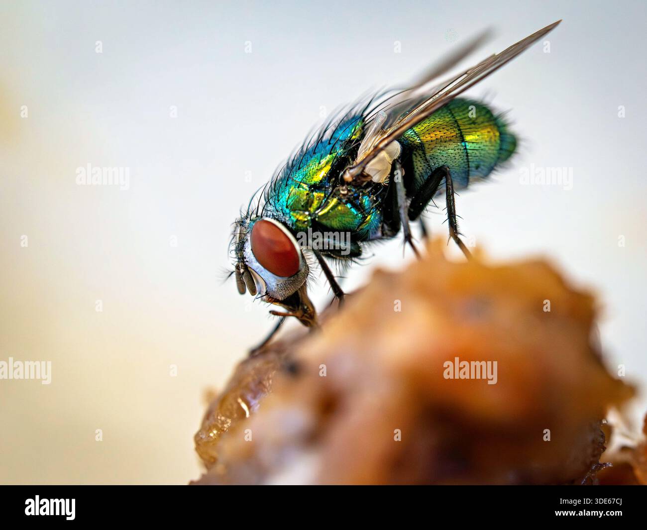 Mouche d'or sur les restes de nourriture Banque D'Images