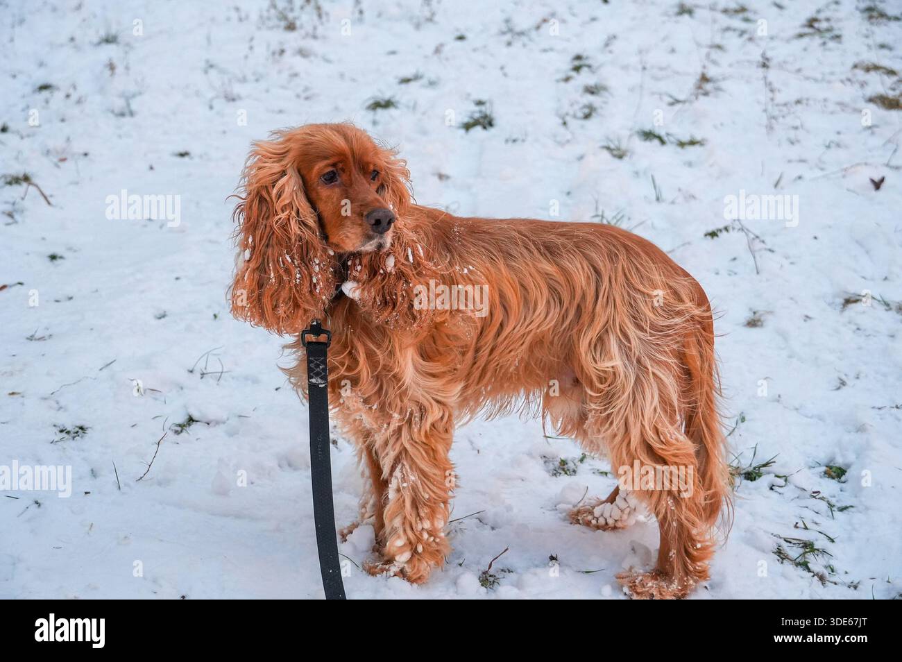 Anglais Cocker Spaniel Espagnol dans la neige en hiver. Banque D'Images