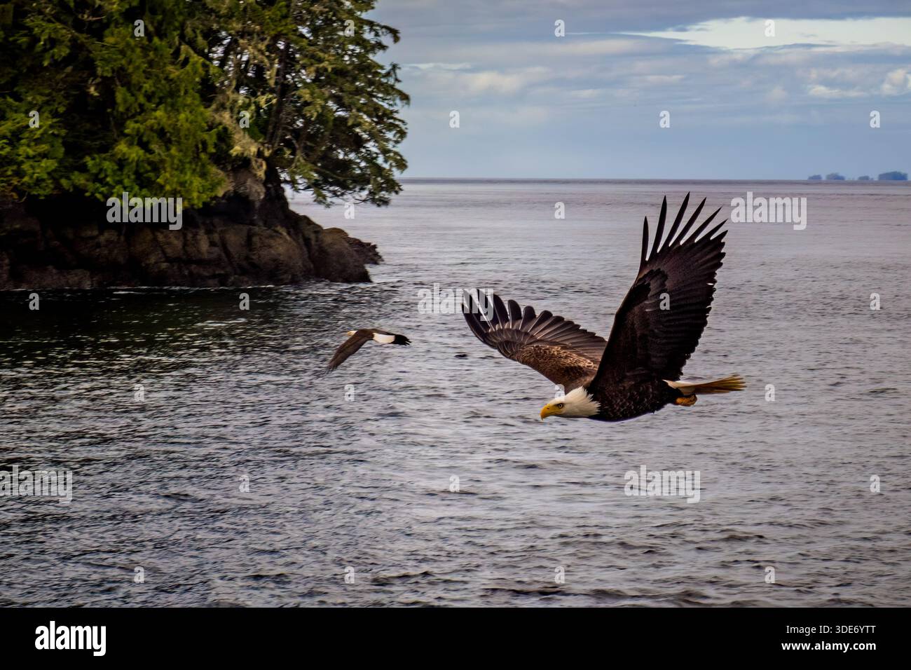 Un aigle à tête blanche s'élève bas au-dessus de l'eau près d'une île de l'Alaska. Banque D'Images