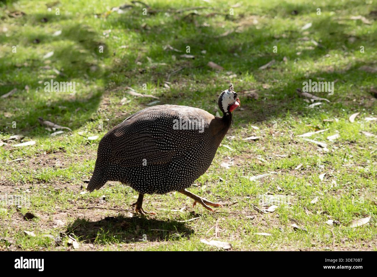 La pintade casquée est gris-noir tachetée de blanc. Comme les autres guineafowl, cette espèce a une tête sans plumes, Banque D'Images