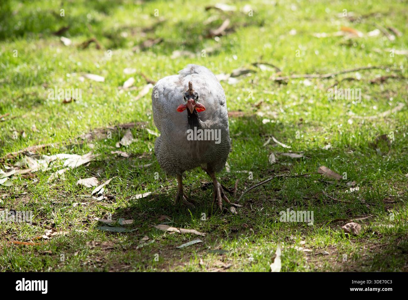 La pintade casquée est gris-noir tachetée de blanc. Comme les autres guineafowl, cette espèce a une tête sans plumes, Banque D'Images