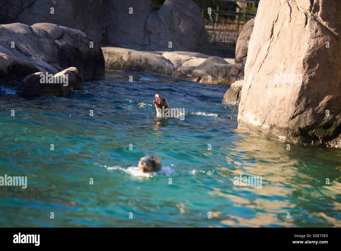 Un lion de mer californien nageant autour d'une piscine dans le zoo du Bronx, Bronx, New York, États-Unis. Banque D'Images