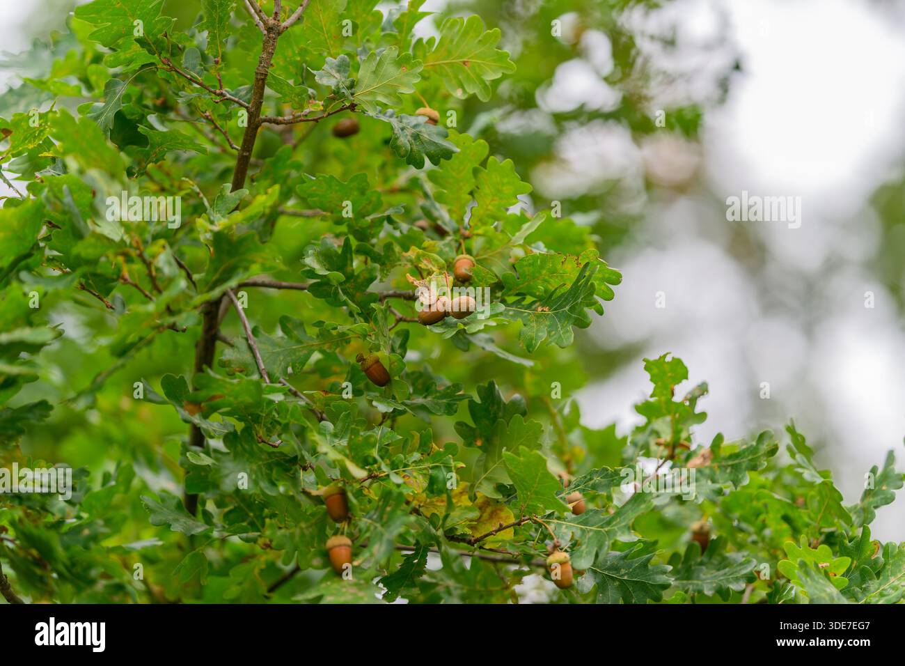 Gros plan de glands éparpillés parmi les feuilles de chêne colorées, mettant en valeur les natures incroyables de la richesse et de la diversité Banque D'Images