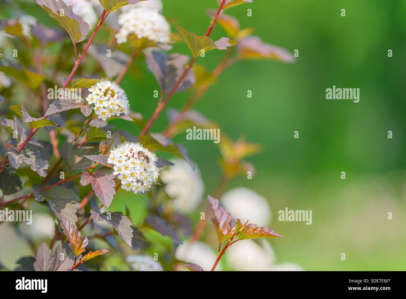 Une plante à fleurs vibrante ornée de délicates fleurs blanches sur un fond vert magnifiquement flou Banque D'Images