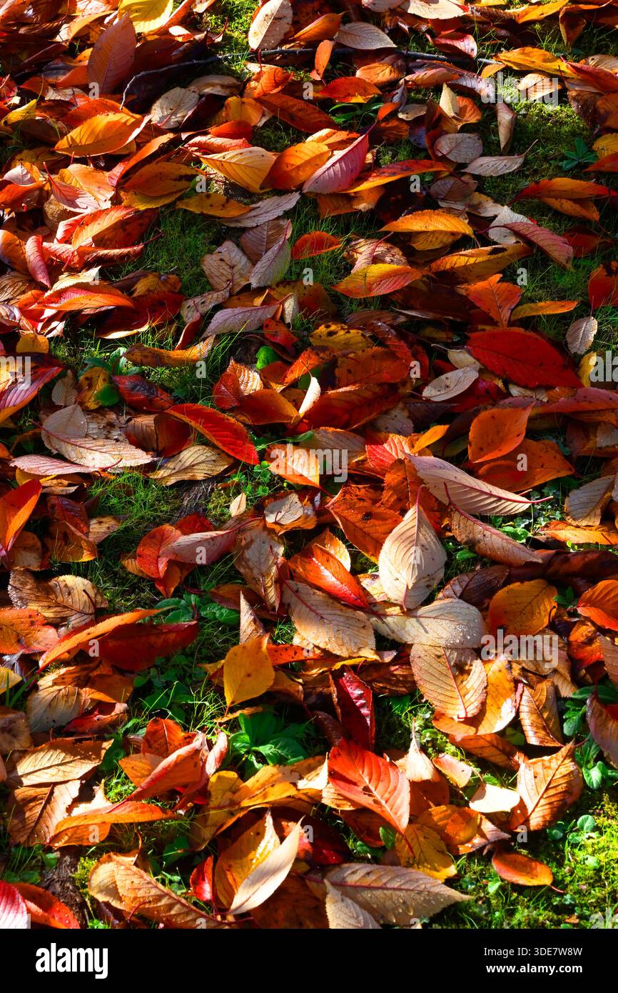 Gros plan des feuilles d'automne d'érable colorées humides à l'automne, Kyoto, Japon. Banque D'Images