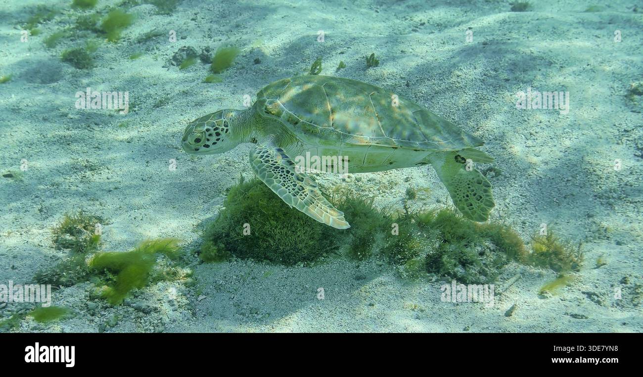 Tortue de mer verte (Chelonia mydas) au lagon de l'îlot petite Terre - île des Caraïbes Guadeloupe Banque D'Images