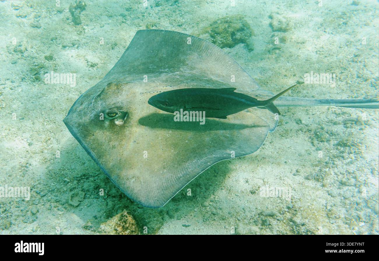 Une raie australe (Hypanus americanus) accompagnée d'un coureur arc-en-ciel (Elagatis bipinnulata) à la lagune de l'îlot petite Terre - Guadeloupe Banque D'Images