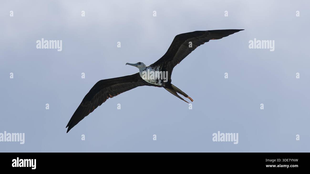 Femelle volante magnifique frigatebird (Fregata magnificens) près de pointe des Châteaux - île des Caraïbes Guadeloupe Banque D'Images