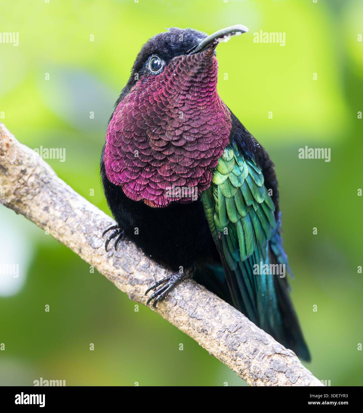 Vue frontale rapprochée du caraïbe à gorge violette colibri (Eulampis jugularis) au parc national de la Guadeloupe - île des Caraïbes Guadeloupe Banque D'Images