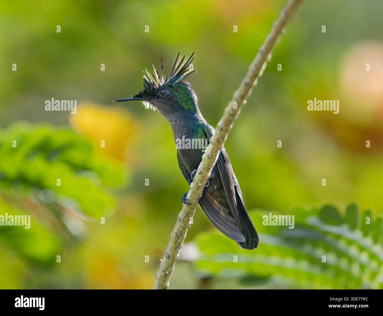 Vue rapprochée d'un colibri à crête antillaise (Orthorhyncus cristatus) au jardin botanique de Deshaies - île des Caraïbes Guadeloupe Banque D'Images