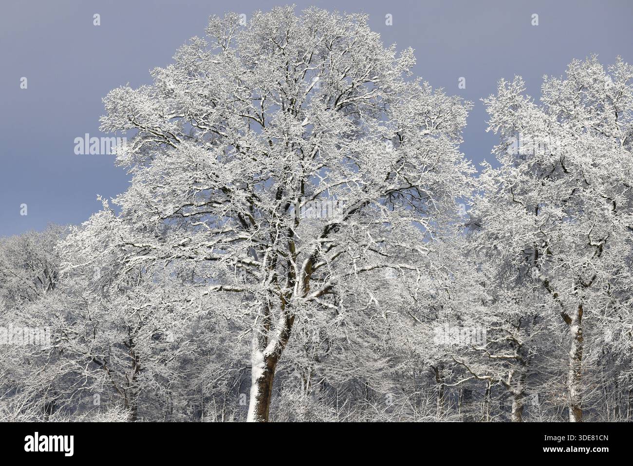 Arbres couverts de neige et de glace en hiver, Schleswig-Holstein, Allemagne Banque D'Images