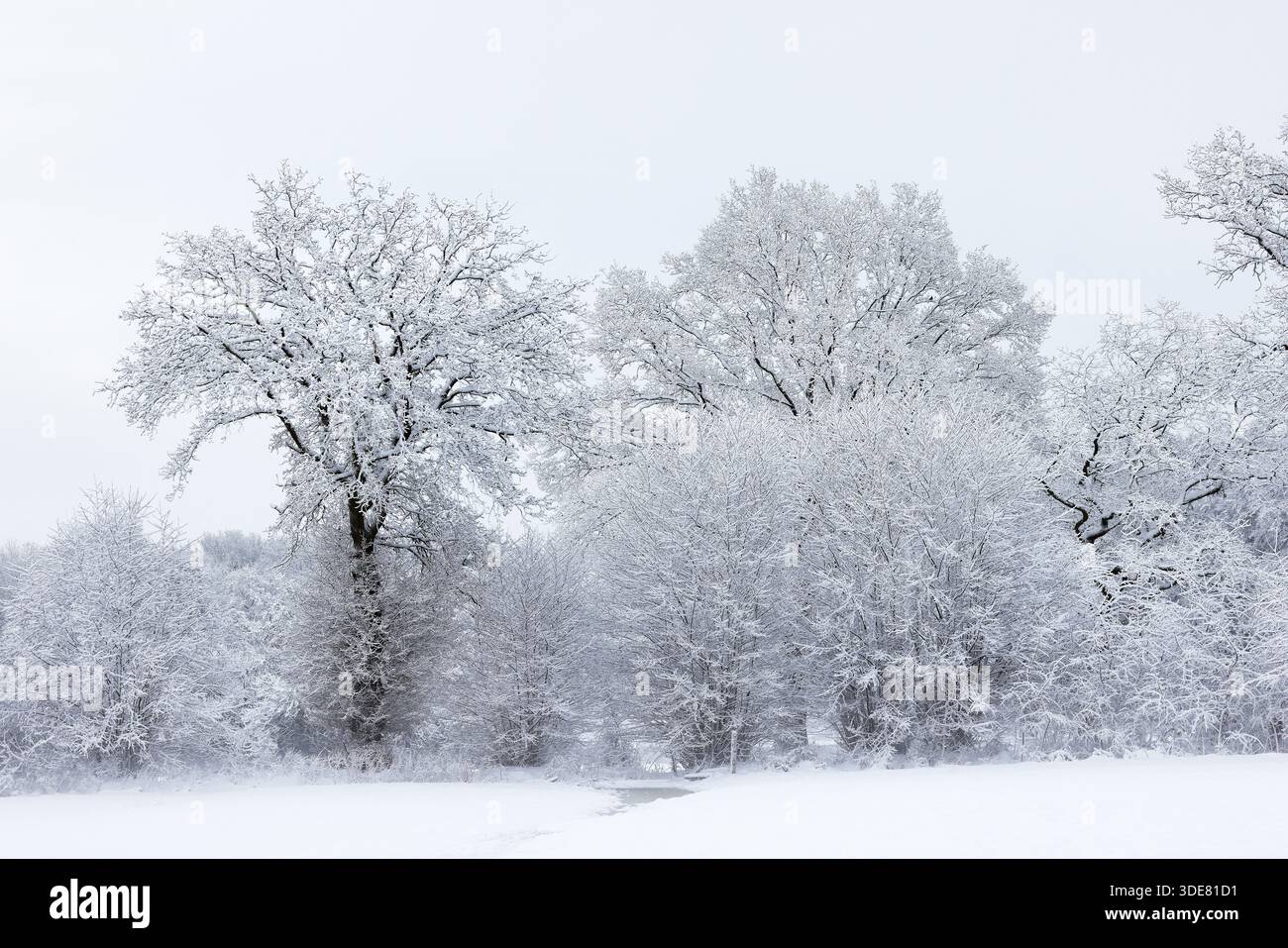Arbres couverts de neige et de glace dans un paysage hivernal avec brouillard, Schleswig-Holstein, Allemagne Banque D'Images