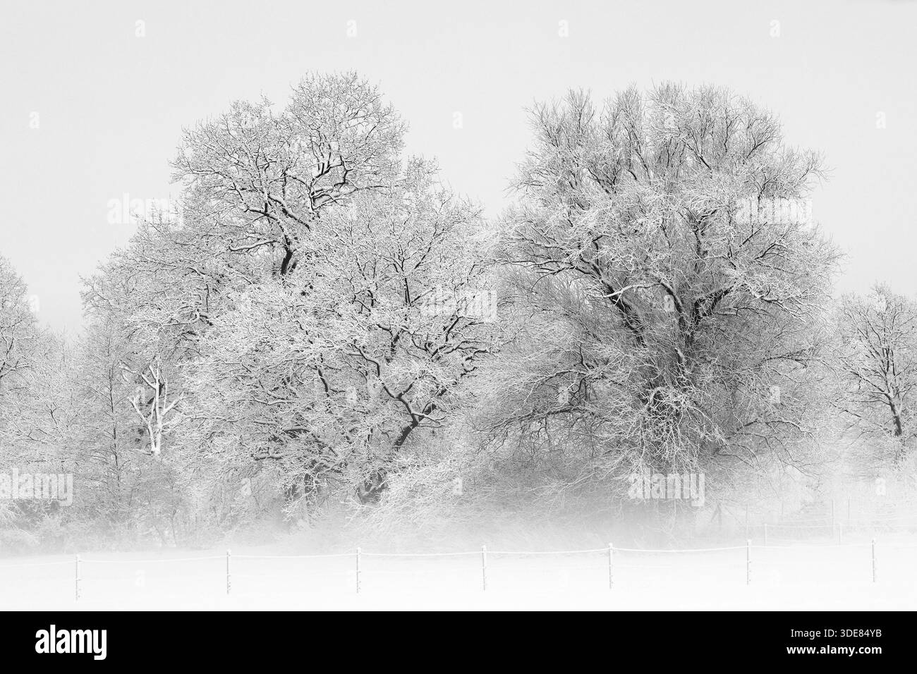 Arbres couverts de neige et de glace dans un paysage hivernal avec brouillard, Schleswig-Holstein, Allemagne Banque D'Images