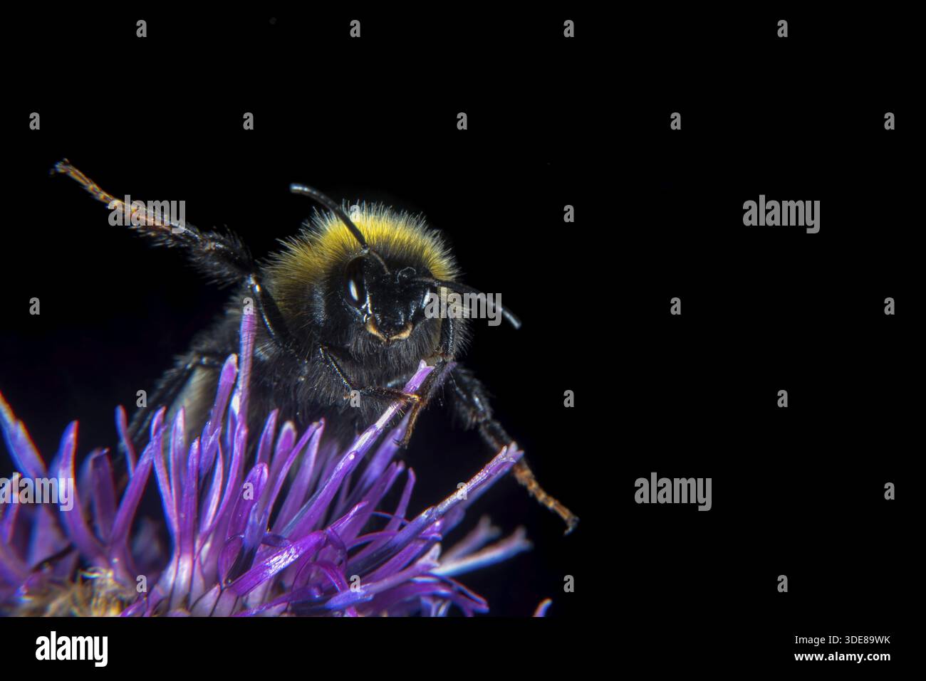 Les fleurs et animaux de porter des armes, des aiguilles et d'Aiguillon Banque D'Images