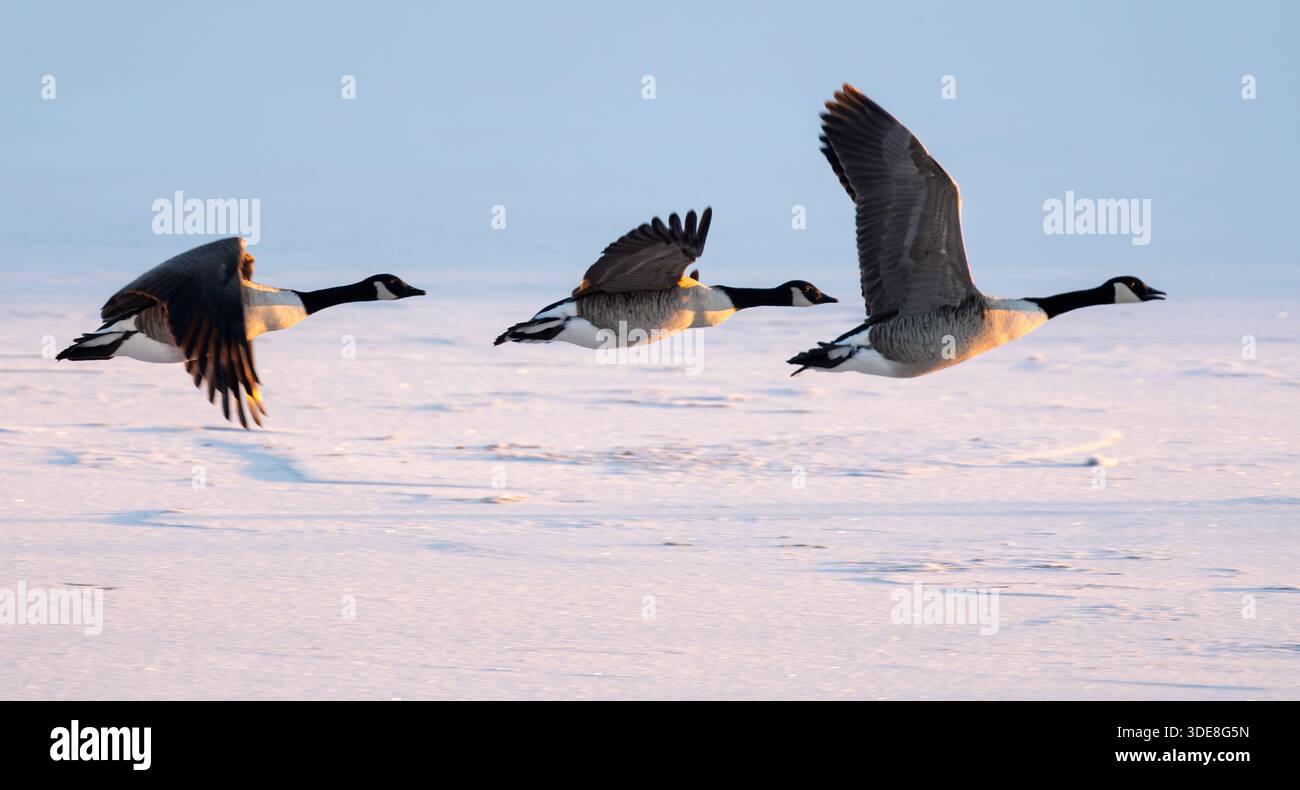 Trois bernaches du Canada (Branta canadensis) volant à basse altitude au-dessus d'un paysage enneigé gelé, dans le Warwickshire Banque D'Images
