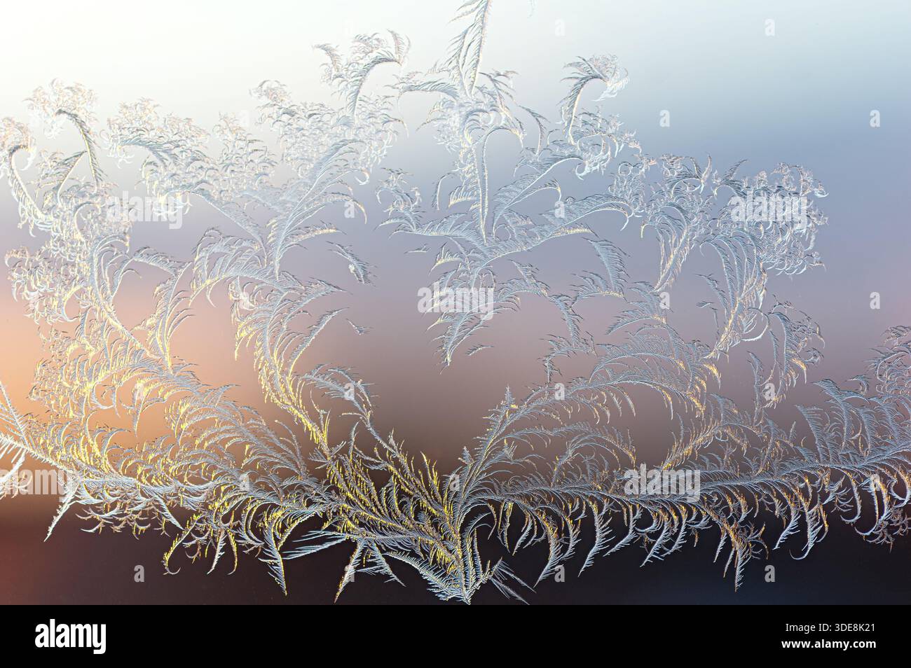 Arbre parfaitement symétrique formant une forme de coeur dans des cristaux de glace givrée sur la fenêtre, éclairé par un gradient d'orange coucher de soleil. Banque D'Images