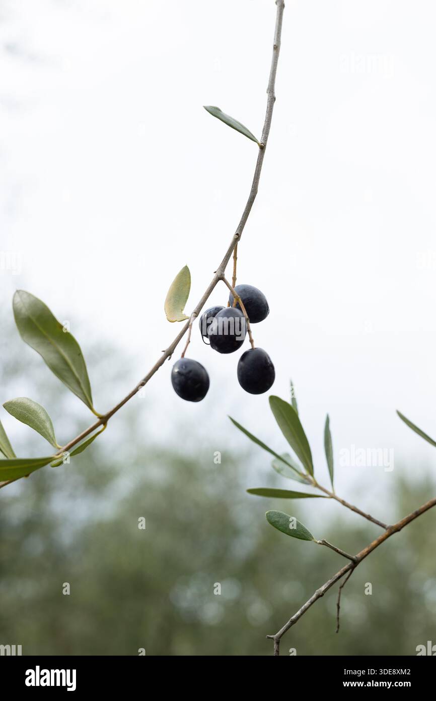 Gros plan d'olives mûres sur une branche. Contrôle de qualité dans une oliveraie biologique. Olivier en été ou en automne pour la récolte. Banque D'Images