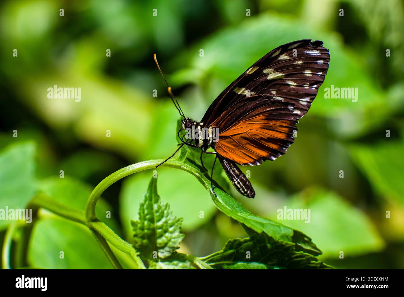 Un papillon Passionflower (Heliconiinae) repose sur les feuilles vertes d'une plante. Banque D'Images
