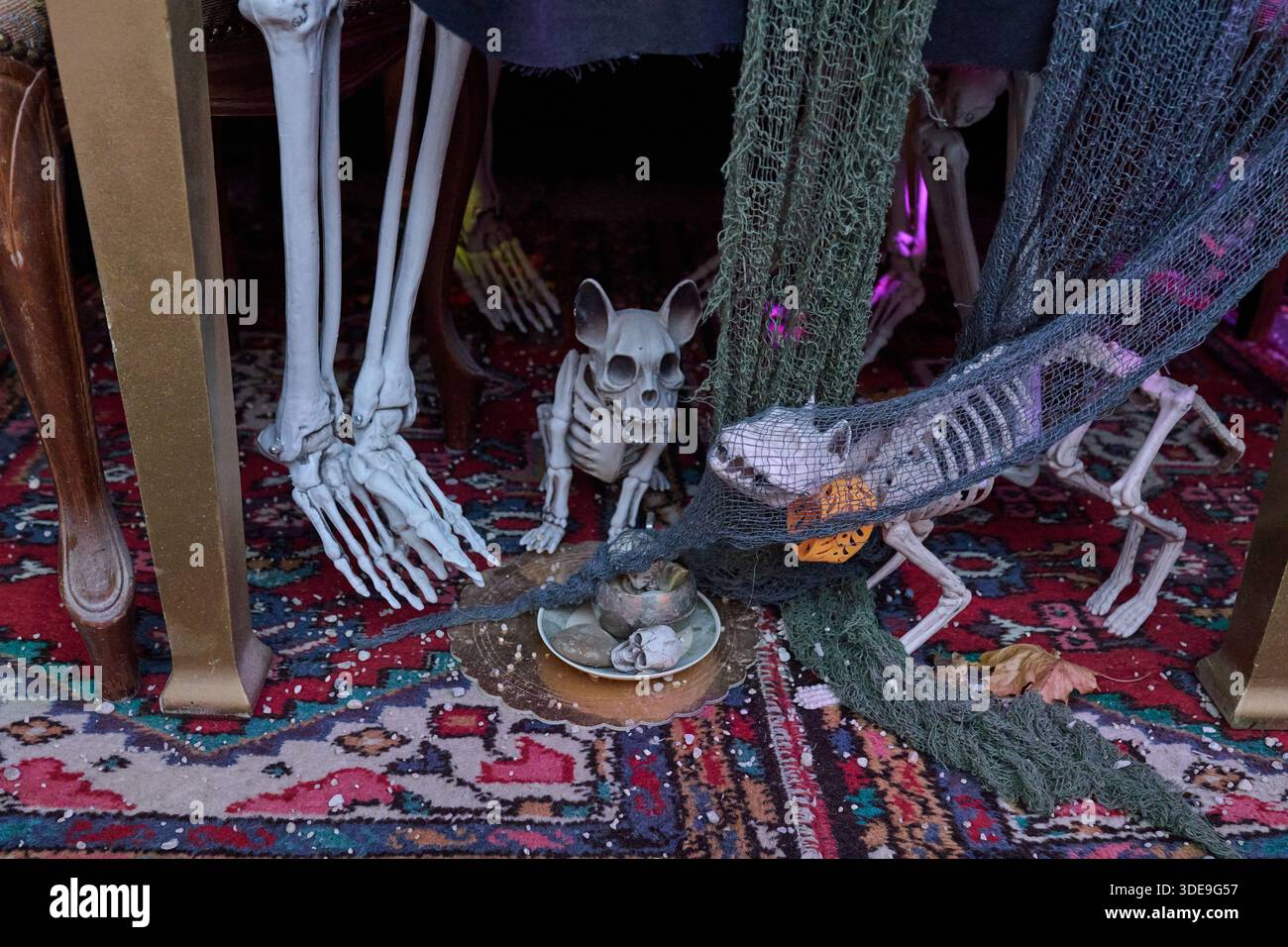 Une scène fantaisiste mettant en vedette des décorations de squelette, y compris un chien squelette et un chat squelette, sous une table drapée de tissu, sur une tapette colorée Banque D'Images