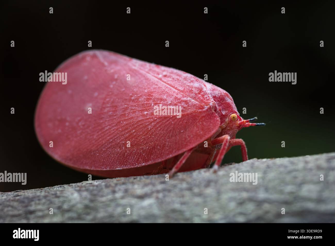 Un insecte à feuilles flatides dans sa scène rouge assis sur une branche, Madagascar. Banque D'Images
