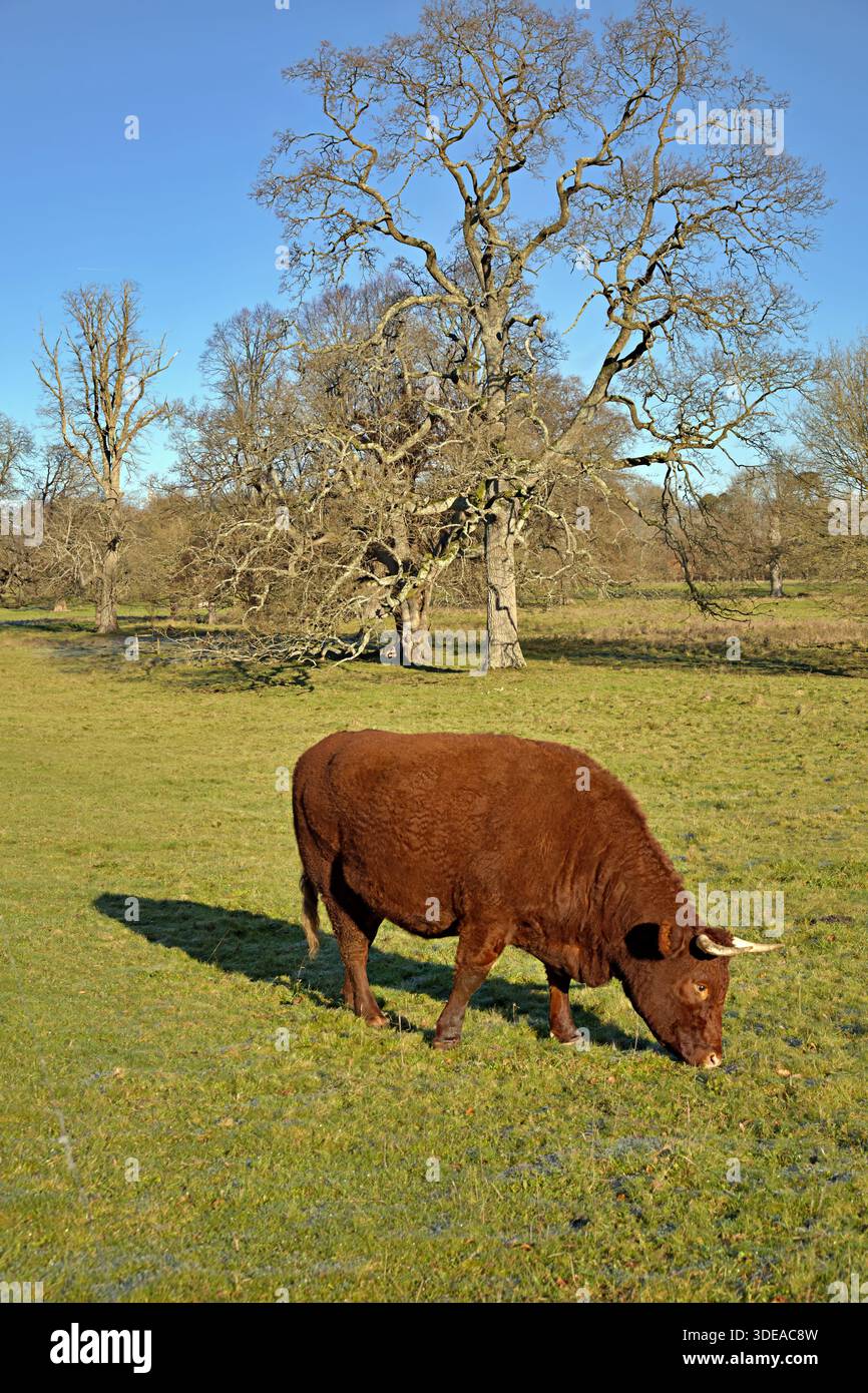 Vache Red Devon pâturant dans un champ Banque D'Images